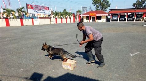 Akun resmi lowongan kerja pemalang dan sekitarnya pasang loker/iklan/paidpromote/endorse bikin cv menarik serius order klik link bit.ly/32oqzba. Ini Alasan Anjing Polisi Diberi Makanan Telur dan Kepala ...