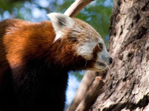 Red Panda Tim Williams Flickr