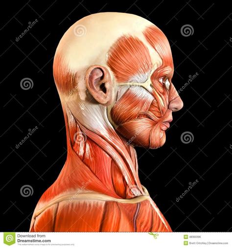 Lateral Side Facial Face Muscles Face Anatomy Body Anatomy Muscles