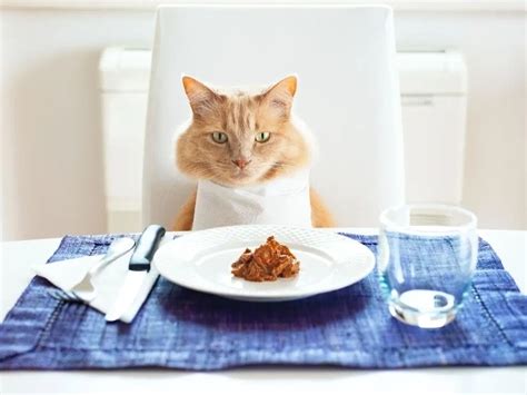 Cat Food Inspired Cuisine Served To Humans At Nyc Eatery Top Stories