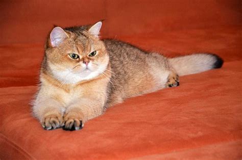 Тикированный окрас кошек: виды, описание, фото