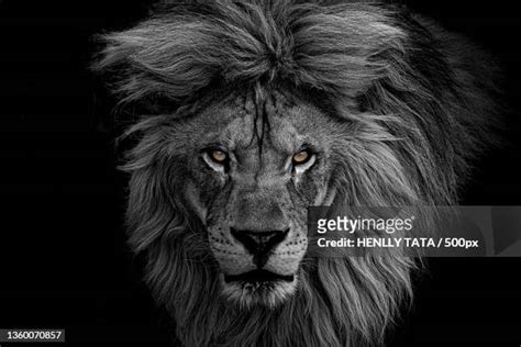 Lion Black Background Photos And Premium High Res Pictures Getty Images