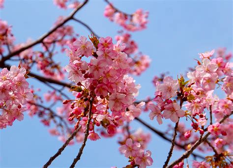 마법과 고교 열등생 5권 택본 31권 32권pdf 입니다. 2018年2月 旧中川の河津桜を撮影してきた - 江戸川フォト ...