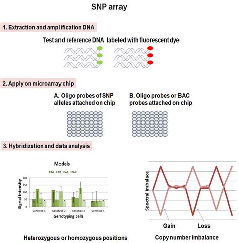 A Schematic Representation Of Snp Array To Detect Heterozygous Or
