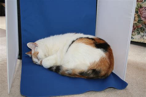 Sleeping In Moms Photo Box Aja Mom Photos Photo Box Years Younger Nap Time Sleep Cats