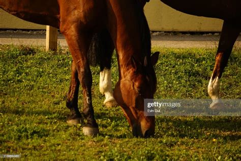 Brown Horse Eats Grass High Res Stock Photo Getty Images
