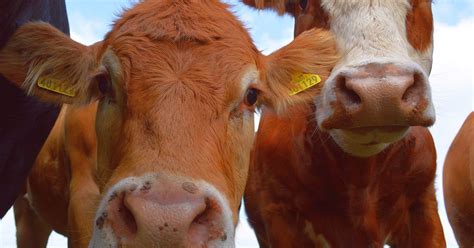 Here's Why Even Organic Farms Are Awful For Animals -- And How They Can