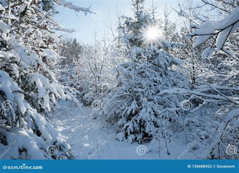 Frosty Morning In The Snowy Winter Forest Stock Image Image Of