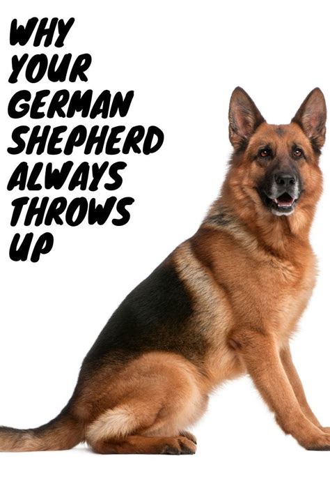Why Does My German Shepherd Always Throw Up In 2020 German Shepherd