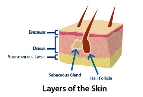 Understanding Your Skin My Beautiful And Lovely Life