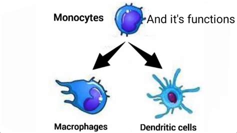Monocytes Macrophages Dendritic Cell And Its Functions Youtube