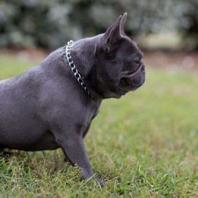 Online images of the blue french bulldog show that this alternative form of the frenchie is an undoubtedly attractive dog. Blue French Bulldog - Lindor French Bulldogs