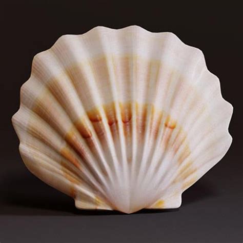 Seashell Seashell Gallery