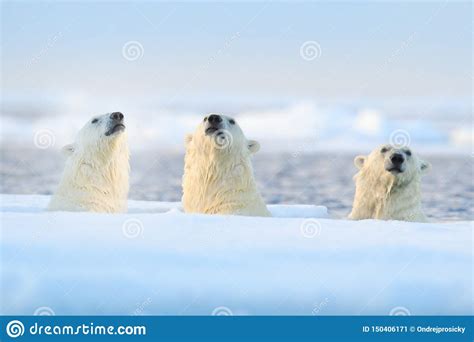 Three Polar Bears On Drift Ice Svalbard Norway Rare Wildlife Scene