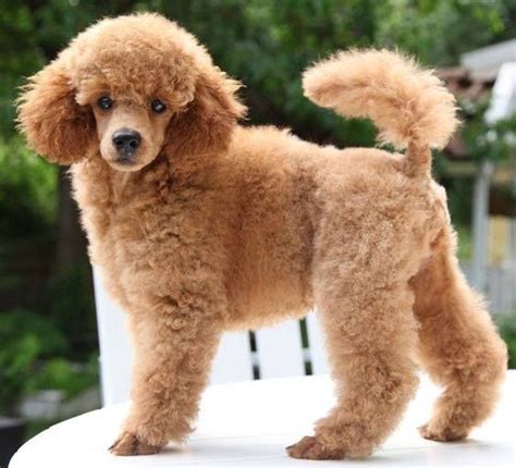 Beautiful Apricot Toy Poodle What Should We Name Her Toy Poodle