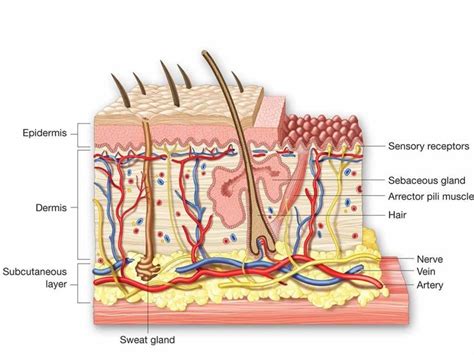 Image Result For Goosebumps Diagram Skin Structure Epidermis Dermis