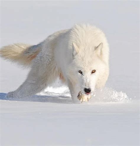 Fascinating And Fun Facts About Arctic Wolves Animal Encyclopedia