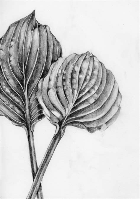Graphite Drawing Of Two Hosta Leaves Botanical Artwork Botanical