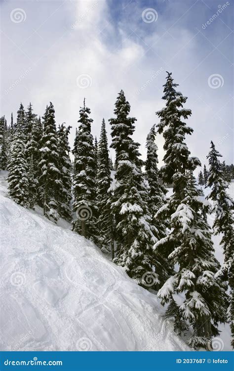 Pine Trees On Snowy Mountain Side Royalty Free Stock Photography