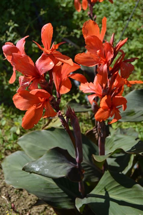 Canna Japaneseclassjp