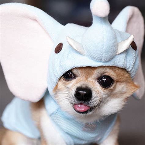 And Now 11 Crazy Pictures Of Dogs In Costumes