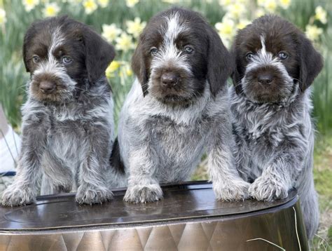 Wirehaired pointing griffon puppies love a good friend and enjoy time spent with family. Everything Top Dog: Wirehaired Pointing Griffon