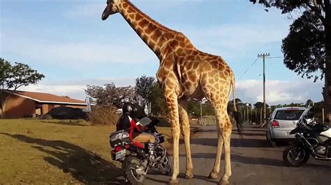 Compete with your friends i am farm animal. Giraffe and 1150 GS - YouTube