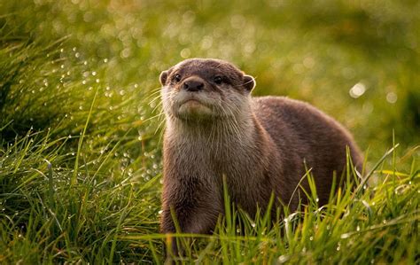 Sea Otter Cute Sea Otter Hd Wallpaper Pxfuel