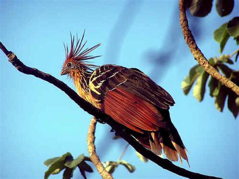 Guyana S National Flower Name | Best Flower Site