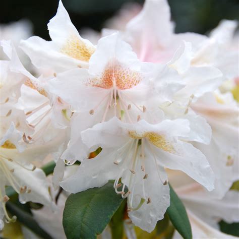 Rhododendron Cunninghams White Rhododendrons Arts Nursery Garden