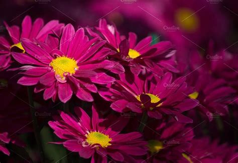 Red Chrysanthemums Daisy Flower Red Chrysanthemums Daisy Flower