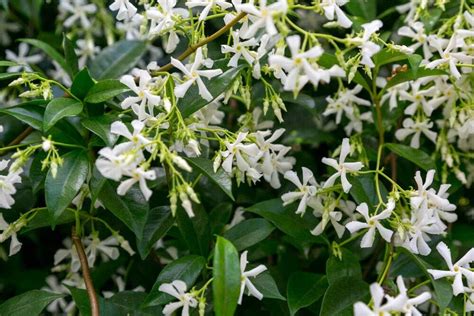 Star Jasmine Plantstrachelospermum Jasminoides In 9cm Pot Fragrant