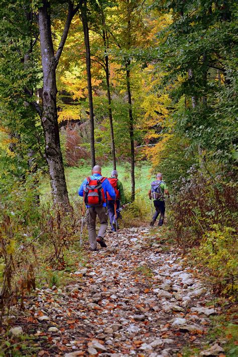 Excursion Forest Autumn Trail Walking With Sticks Mountain The