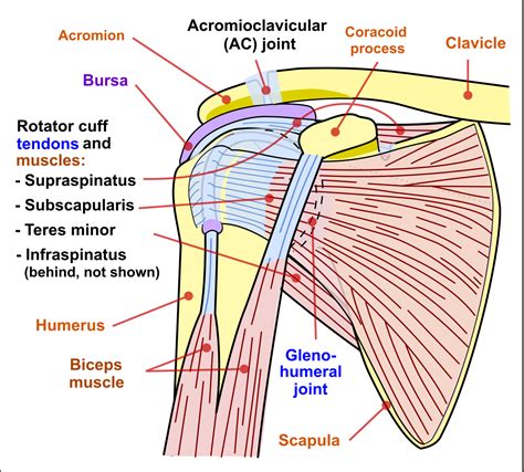 Shoulder impingement syndrome is the result of a vicious cycle of rubbing of the rotator cuff between your humerus and top outer edge of your shoulder. Shoulder problem - Wikipedia