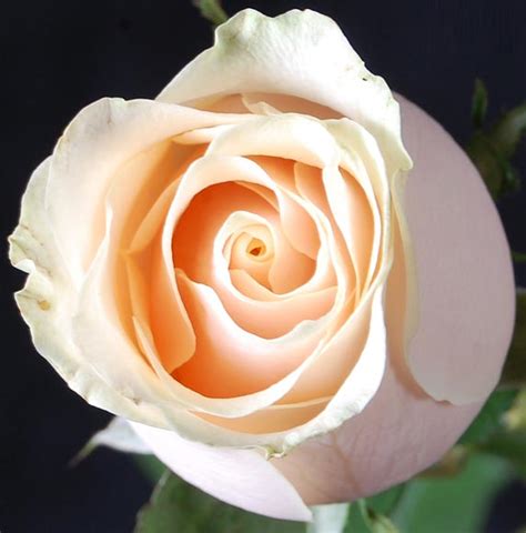 Dutch Roses Color Ivory At Best Price In Bangalore Rani Sati Flora
