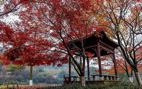 Nature Graphy Autumnbeautiful Fresh Landscapes Tree Leaf Maple