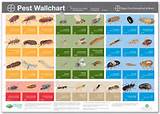 Pictures of Pest Identification Uk