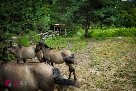 Яворівський національний природний парк знаходиться в львівській області, поблизу міста яворів, україна. Новини Львова: На Львівщині живуть унікальні нащадки диких ...