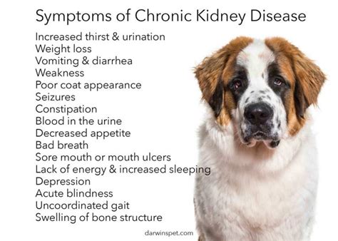 They are more likely to be malignant than benign. Kidney Disease :: Last Hope Vet