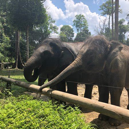 A dedicated team of workers and volunteers work hard, day and night, to locate, subdued and then translocate problem elephants from their habitat to this sanctuary. Kuala Gandah Elephant Sanctuary (Pahang) - 2018 All You ...