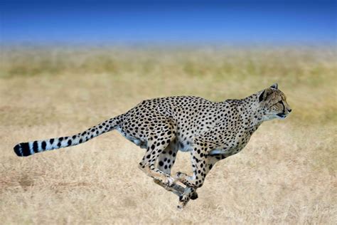 8 Fast Facts About Cheetahs
