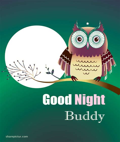 Sweet Good Night Owl Picture