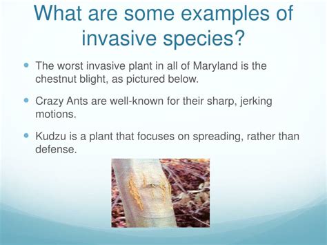 Introduction Of Invasive Species