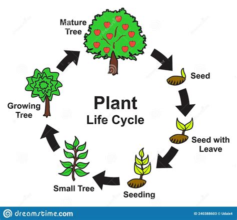 Plant Life Cycle Infographic Diagram Stages Stock Vector Illustration