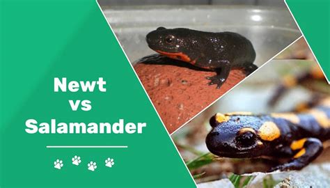 What Is The Difference Between Newts And Salamanders AMPHIPEDIA