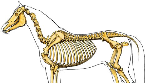 The Equine Skeleton