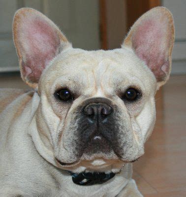 The french bulldog has the appearance of an active, intelligent, muscular dog of heavy bone, smooth coat, compactly built, and of medium or small. Lisotty French Bulldogs - North Bend, Oregon--- Perfect ...