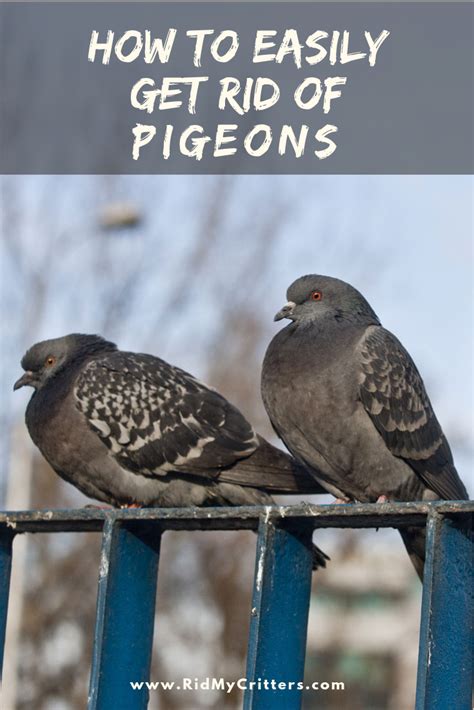 When placed in a sloping position they will provide a slippery surface, that pigeons will not be able to use for nesting. How to EASILY Get Rid of Pigeons (from the Roof, Balcony ...