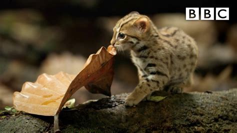 Watch Rusty Spotted Cat The Smallest Feline In The World And The Cutest For Sure Art Sheep