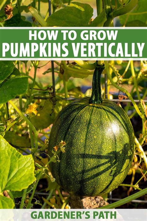 1.7.10 pumpkin vine textures & block placement. How to Grow Pumpkins Vertically on a Trellis | Gardener's ...
